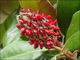 It's medium to large fig has a bronzy yellow skin, amber colored flesh, and rich flavor. Southern Magnolia Yale Nature Walk