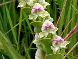 Image result for Disperis