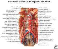 Free Download Abdomen Spleen Liver Anatomy And Physiology Diagrams Liver Anatomy Anatomy And Physiology Physiology