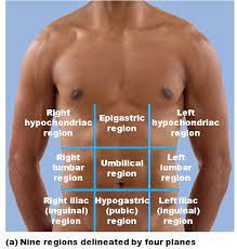 The transverse plane, others call it a transumbilical plane, divides the lower and upper quadrants. Intro To Human Anatomy