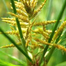 Image result for Cyperus esculentus