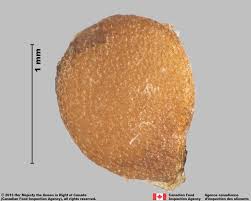 Image result for Solanum memphiticum