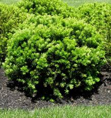 Densiformis Yew Popular Dense Spreading Evergreen Typically Used As Hedging Or Foundation Plant Tolerant Of Most Soils And Plants Garden Shrubs Yew Shrub