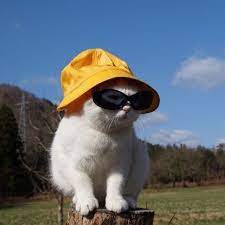 A Cat In A Hat Irl Cat Shaming Cats Animals