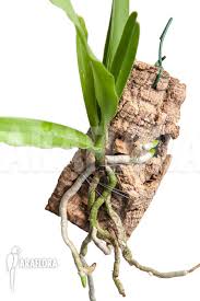 Image result for Cyrtorchis arcuata