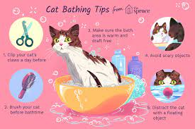 How To Bathe Your Kitten Or Adult Cat