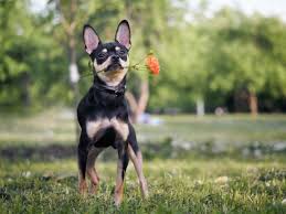 10 Minyatur Pinscher Komik Kopek Fotograflari Kopek Komik Kopekler