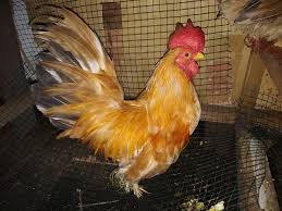 Ayam a trading is located in bruxelles, belgium. What Is The Meaning Of Ayam Jantan