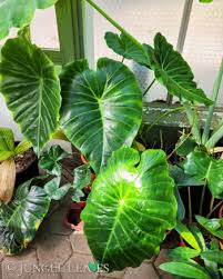 Image result for Remusatia