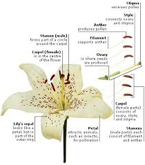 Learn these plant parts names to enlarge your vocabulary words about flowers and plants in english. Flowering Plants Flower Anatomy Plants Parts Of A Flower
