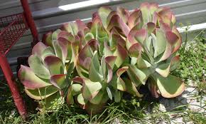 Check out our flapjack succulent selection for the very best in unique or custom, handmade pieces from our succulents shops. Flapjack Kalanchoe Kalanchoe Thyrsiflora Crazy Plants Crazy Critters