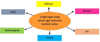 Benih yang bermutu, jika ditanam akan tumbuh serentak pada saat 4 hari setelah tanam dalam kondisi normal. Lingkungan Yang Sesuai Untuk Tanaman Gurune Net