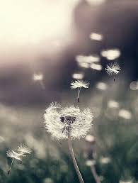 Dandelion Wallpaper Paesaggi Natura Sfondi Yet she realizes that she does not know what she really desires.