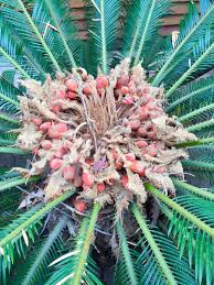 What kind of soil does it need? Poison Paradise Toxic Plants Often Hide In Plain Sight Topanga New Times