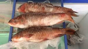 4 293 просмотра 4,2 тыс. Ikan Kelah Segar 1 5kg Seekor Kelah Merah Terengganu Facebook