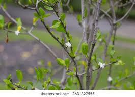 Image result for Coddia rudis