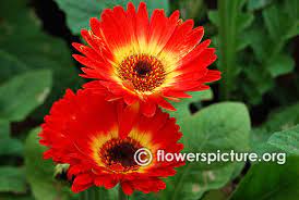 Pin On Gerbera Flamingoholland 36x4 2