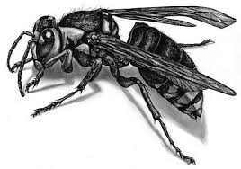 Black And White Wasp Like Insect Uk Hornet Mckie Insects Wasp Tattoo Insect Art