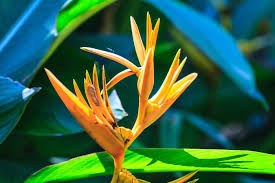 Bird Of Paradise Flower Meaning Bird Of Paradise Flowers Birds Of Paradise Flower Paradise Flowers Birds Of Paradise