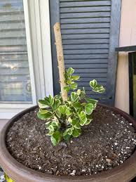 Image result for Ficus triangularis