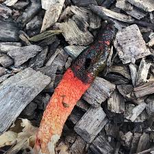 Image result for Mutinus elegans