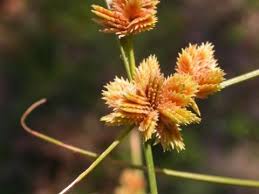 Image result for Cyperus fischerianus