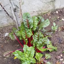 Maybe you would like to learn more about one of these? Swiss Chard Bright Lights Rainbow Chard