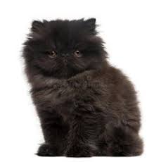 Pin On Persian Cat