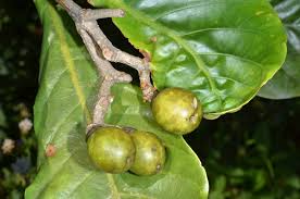 Image result for Anthocleista