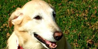 Das ziel der kastration ist bei hündinnen und rüden natürlich das gleiche. Kastration Und Sterilisation Bei Hunden Hunde De