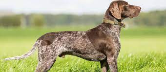 It's not a cross between a duck and a dog, of course, since. German Shorthaired Pointer Puppies For Sale Greenfield Puppies