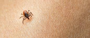 Ticks Transmit More Than Lyme Disease What You Need To Know Lancaster General Health Penn Medicine