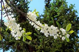 Image result for Halesia