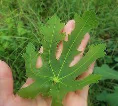 イチジク 無花果 の葉っぱが食べられるらしいから食べてみた 野草 雑草を食べるブログ