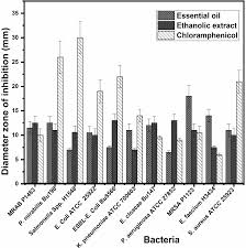 Image result for Endostemon tereticaulis