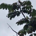 Image result for Centrolobium robustum