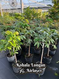 Image result for Cola discoglypremnophylla