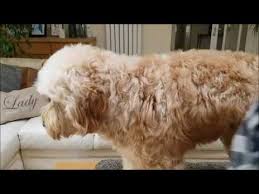 See more ideas about labradoodle grooming, grooming, labradoodle. How To Trim A Doodles Tail And Bum Youtube