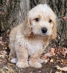Meet whats known as a salem, late sunday night. Poogle Puppies 1 2 Beagle 1 2 Mini Poodle For Sale In Salem Oregon Classified Americanlisted Com