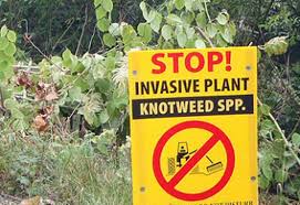You can kill japanese knotweed using glyphosate weed killers or by digging out the root (rhizomes) follow these instructions. Do Not Mow Japanese Knotweed Msu Extension