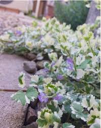 家の外構から垂らして育てたい おすすめの つる性植物 7選 greensnap グリーンスナップ ツル植物 ガーデニング 植物栽培