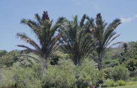 Image result for Raphia gentiliana