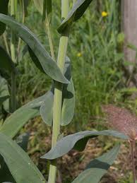 Image result for Turritis glabra