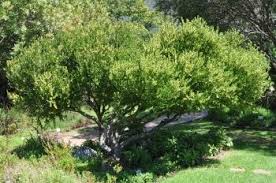 Image result for Maytenus