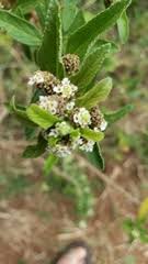 Image result for Lippia javanica