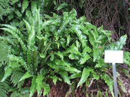 Image result for Asplenium currorii