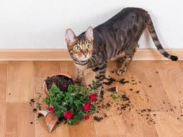 Why Do Cats Knock Things Over All The Darn Time Cat Behavior Cats Why Do Cats Purr