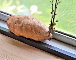 Why do potatoes grow sprouts. Turn Sprouted Sweet Potatoes Into Plants A Rural Girl Writes