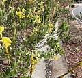Image result for Crotalaria pallidicaulis