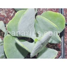 Image result for Cotyledon barbeyi